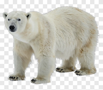 Polar Bear Standing PNG