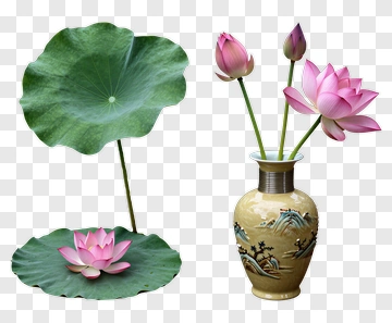 Lotus Flowers In A Vase PNG