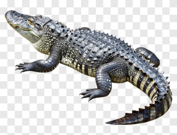 Realistic Alligator PNG