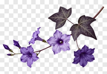 Purple Flower And Ivy Branch PNG