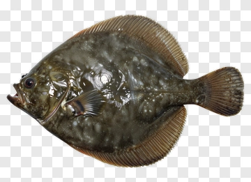 Flatfish PNG