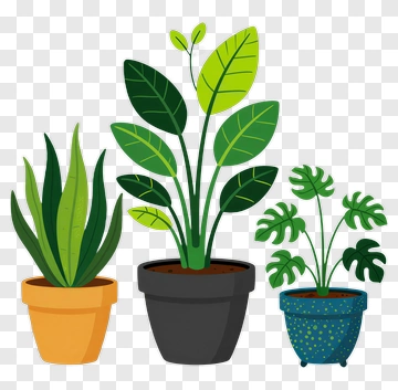 Collection Of Indoor Potted Plants PNG