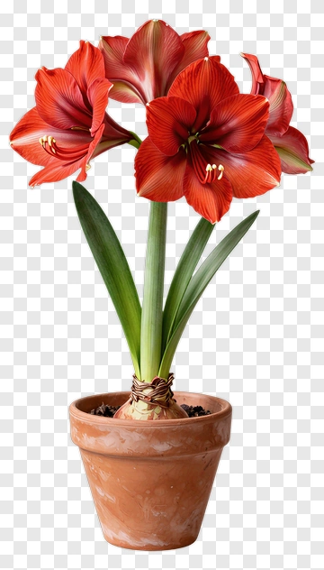 Red Amaryllis Flower In A Pot PNG