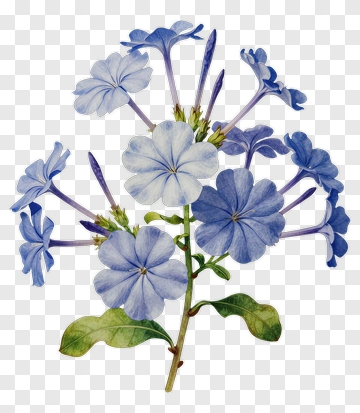Watercolor Blue Flowers PNG