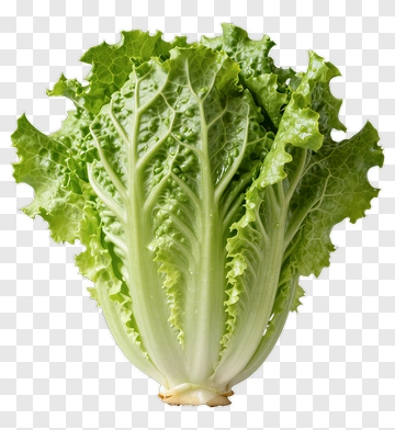 Fresh Green Lettuce PNG