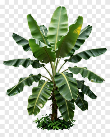 Banana Tree With Lush Green Leaves PNG