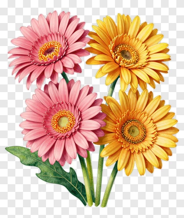 Colorful Gerbera Daisy Flowers PNG