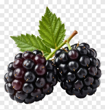 Blackberries With Green Leaves PNG
