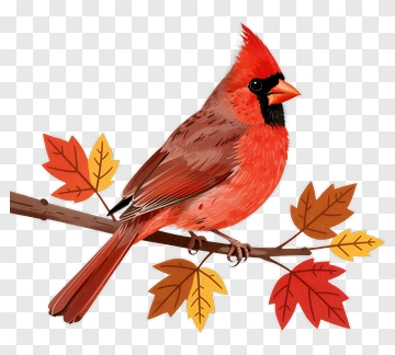 Colorful Cardinal Bird Perched On A Branch PNG