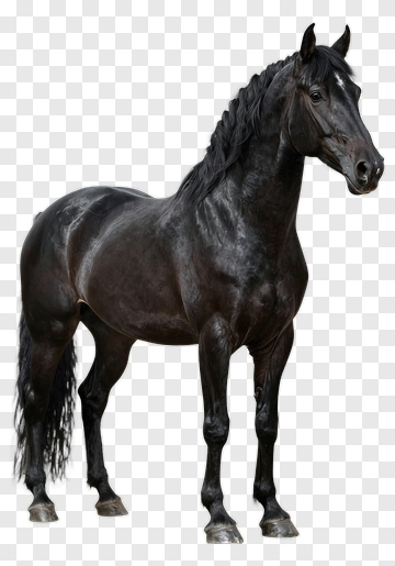 Black Horse Standing Proudly PNG