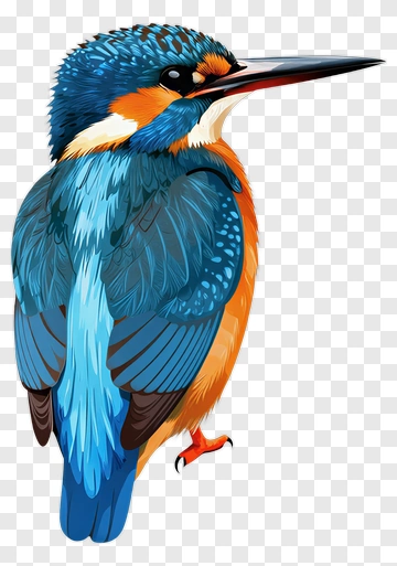 Colorful Kingfisher Bird PNG