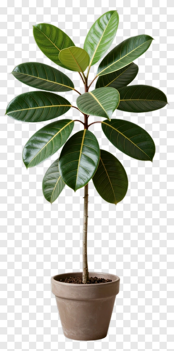 Ficus Plant In A Pot PNG
