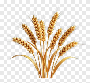 Wheat Stalks PNG