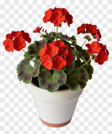 Red Geranium Plant In A White Pot PNG