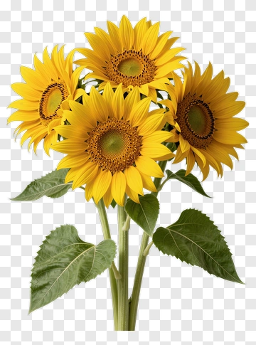 Sunflower Bouquet PNG