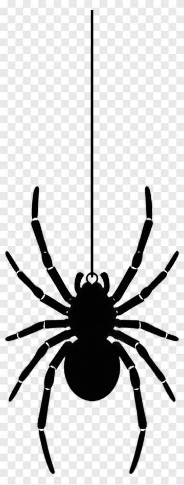 Black Spider Hanging From A Web PNG