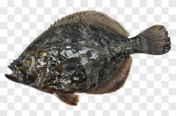 Flounder Fish PNG