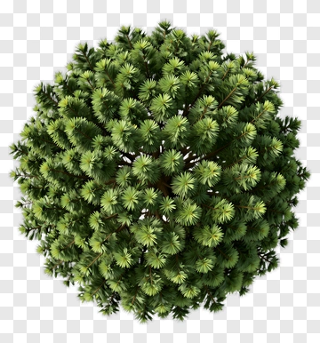 Pine Tree PNG