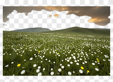 Meadow With White And Yellow Wildflowers PNG
