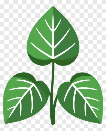 Green Leaf With Veins PNG