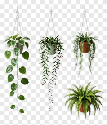 Hanging Plants In Decorative Pots PNG