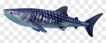 Whale Shark Swimming In The Ocean PNG