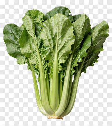 Fresh Green Celery Bunch PNG