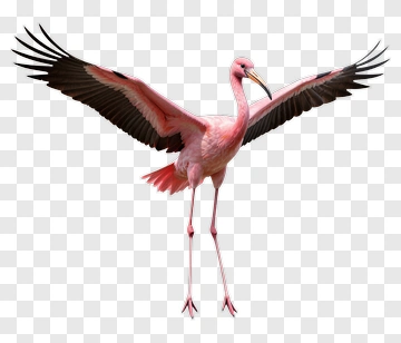 Pink Flamingo With Outstretched Wings PNG