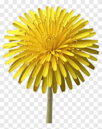 Yellow Flower With Petals PNG