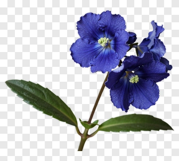 Violet Flower With Green Leaves PNG