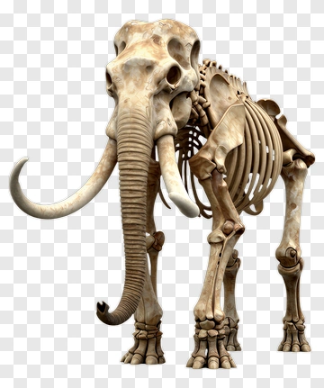 Elephant Skeleton Model PNG