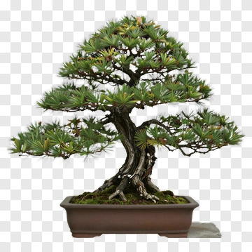 Bonsai Tree In A Pot PNG