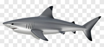 3D Shark PNG