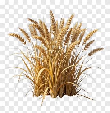 Wheat Grass PNG