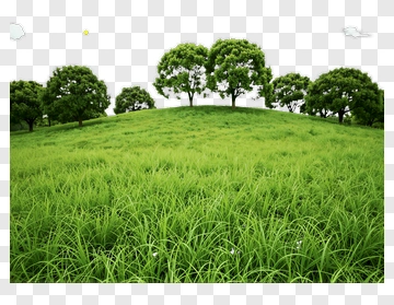 Green Hill With Trees PNG