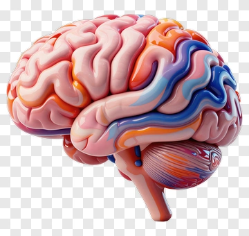 3D Colorful Brain Model PNG