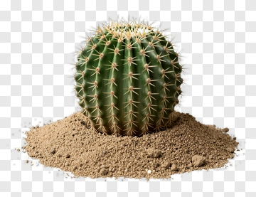 Cactus In Sandy Soil PNG