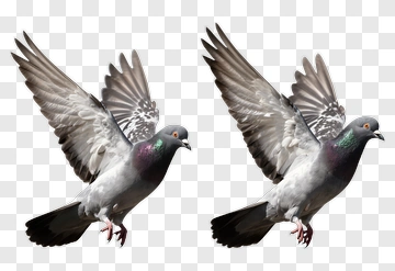 Flying Pigeon With Outstretched Wings PNG