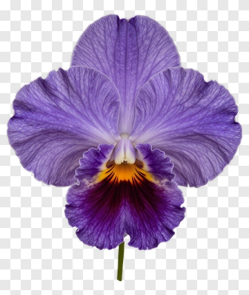 Purple Orchid Flower PNG