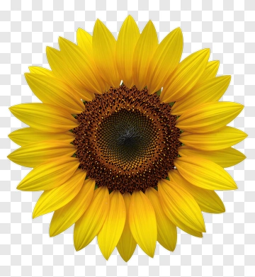 Sunflower PNG