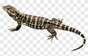 Lizard With Striped Pattern PNG