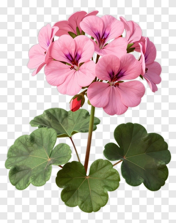 Pink Geranium Flower PNG