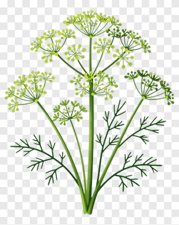 Dill Plant With Green Leaves And Flowers PNG