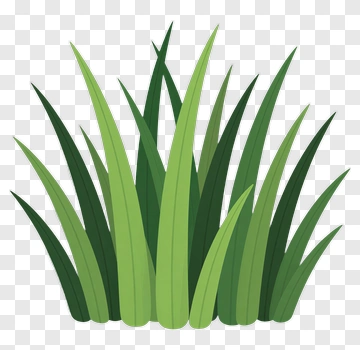 Green Grass PNG