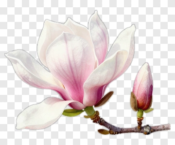 Magnolia Flower With Bud PNG
