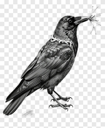 Black Raven Holding A Stick PNG