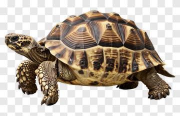 Realistic Tortoise Walking PNG