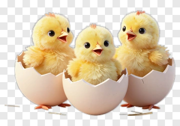 Three Cute Chicks Hatching From Eggs PNG