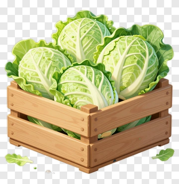Wooden Crate Filled With Fresh Cabbages PNG