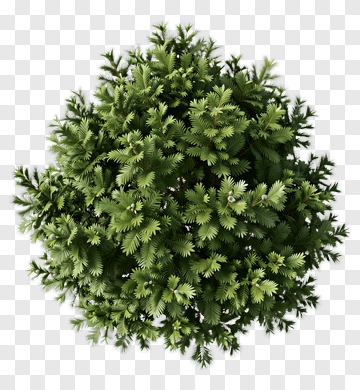 Green Pine Tree PNG